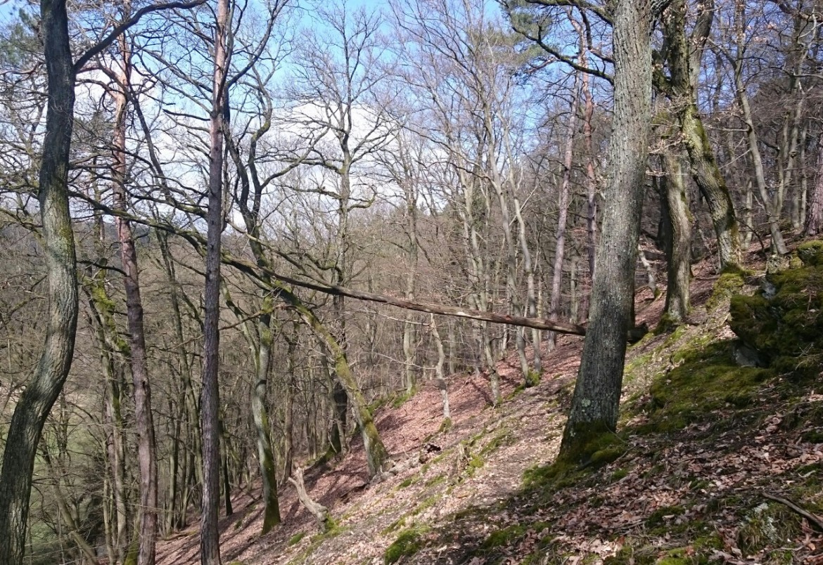 Waldnaturschutzprojekt im Heiligenwald bei Altenkirchen